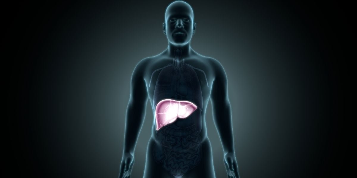 liver produces sugar stress